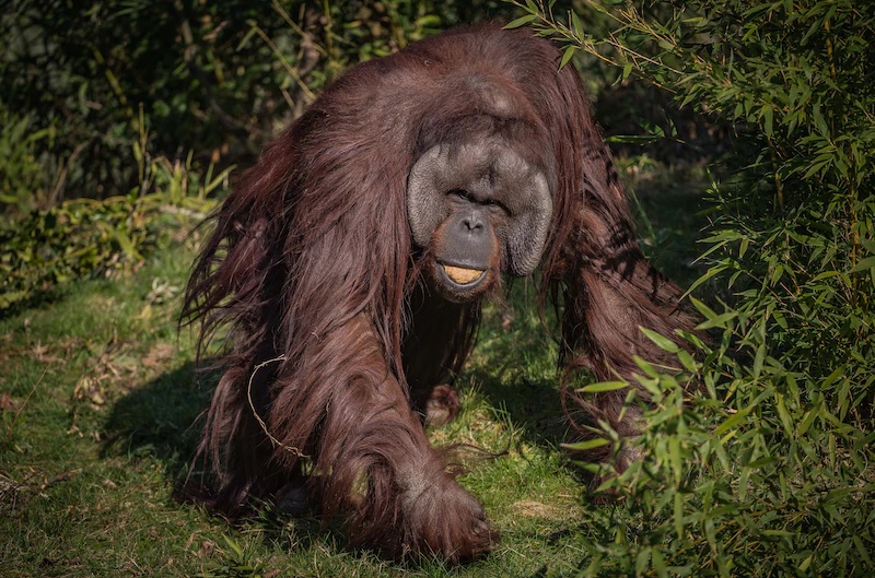 chester zoo orangutan