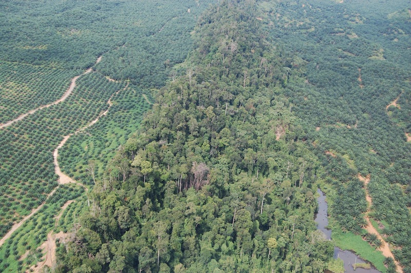 palm oil plantation