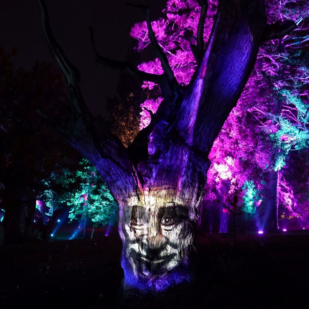 Windsor Great Park Illuminated - the dreaming tree
