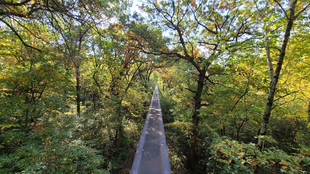 Treetop Trail - track 2021