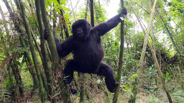 Immotion Gorilla Trek behind the scenes Gorilla in tree