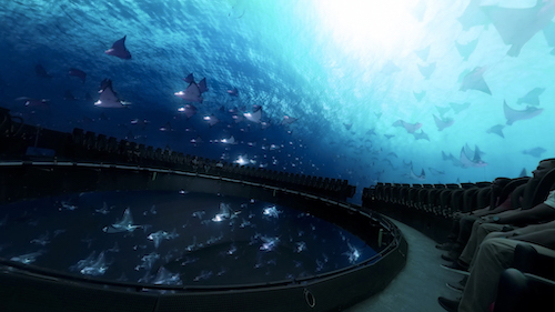 Manta Ray Scene