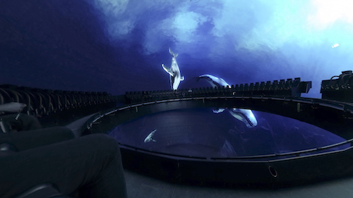 Whale Scene